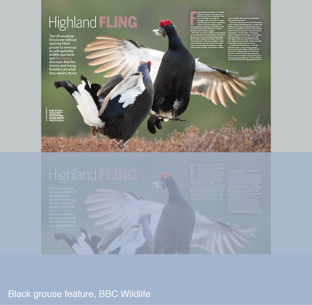 Black grouse feature for BBC Wildlife