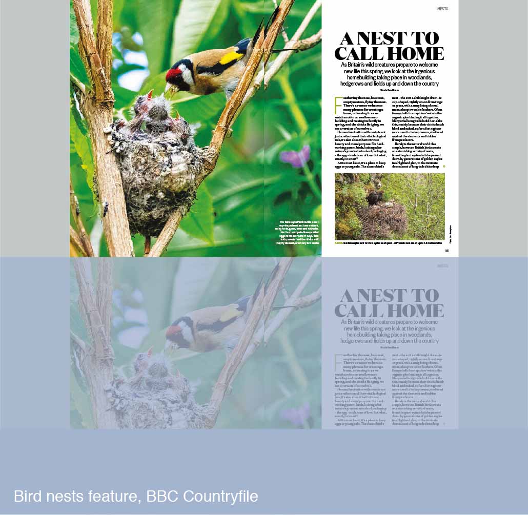 Bird Nests feature for BBC Countryfile