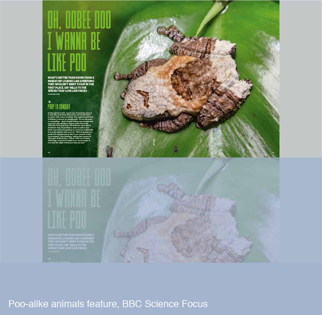 Urban wildlife feature for BBC Science Focus