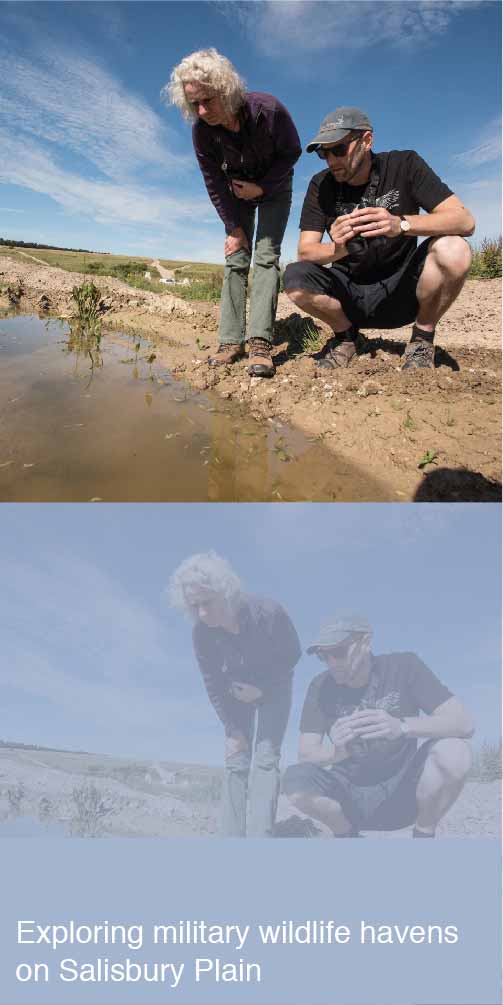 Exploring military wildlife havens on Salisbury Plain