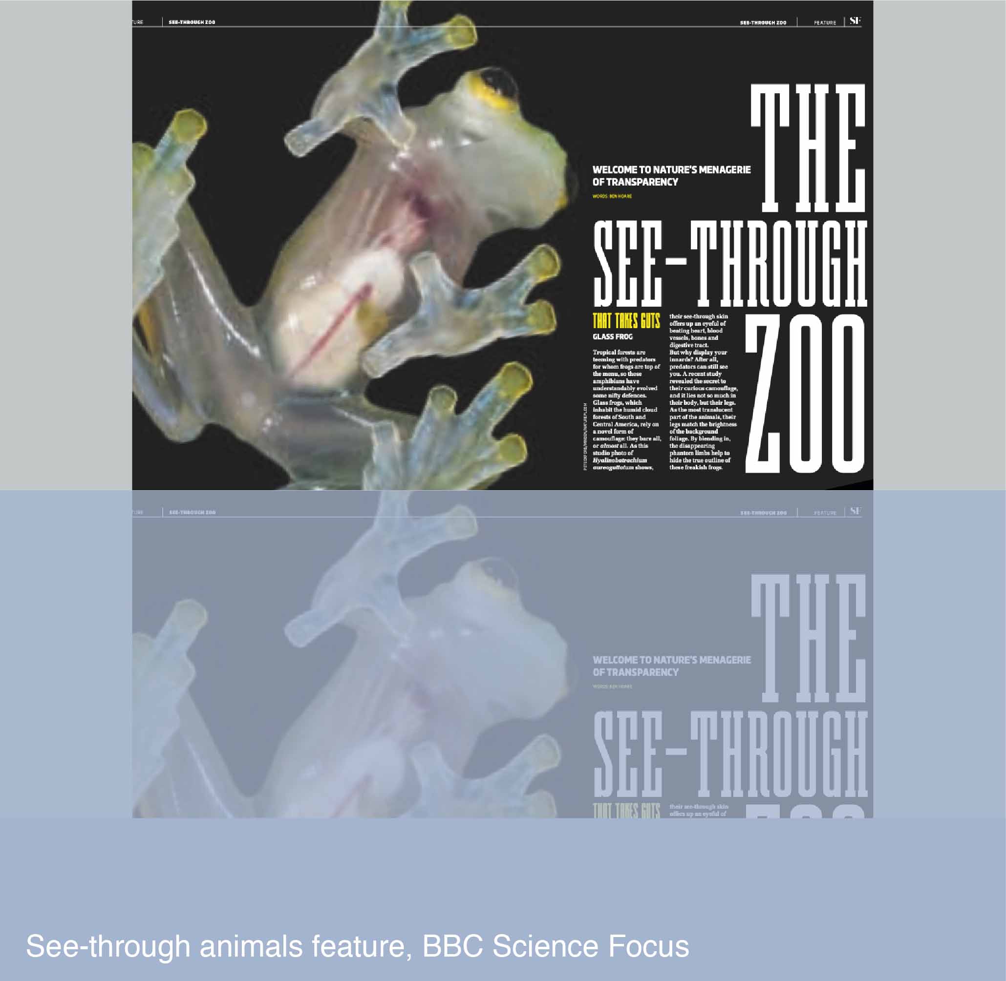 See-through animals feature for BBC Science Focus