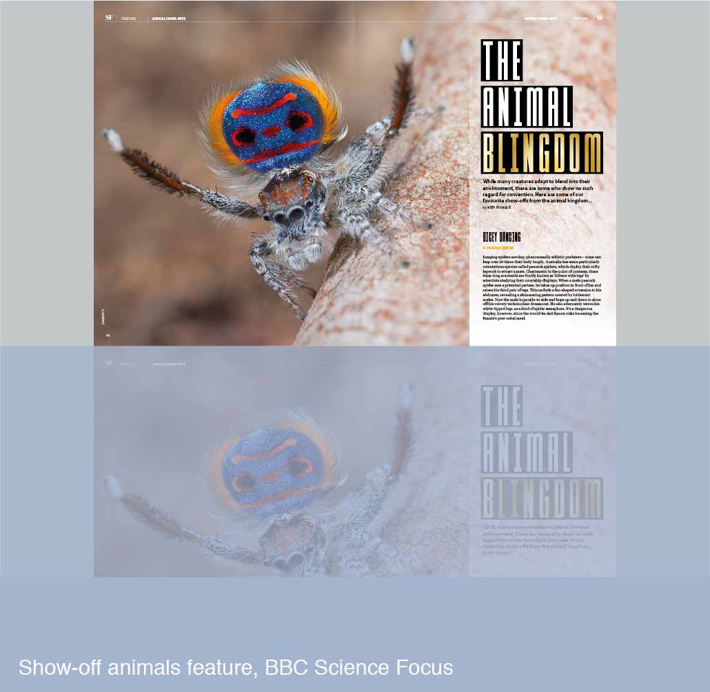 Show-off animals feature for BBC Science Focus